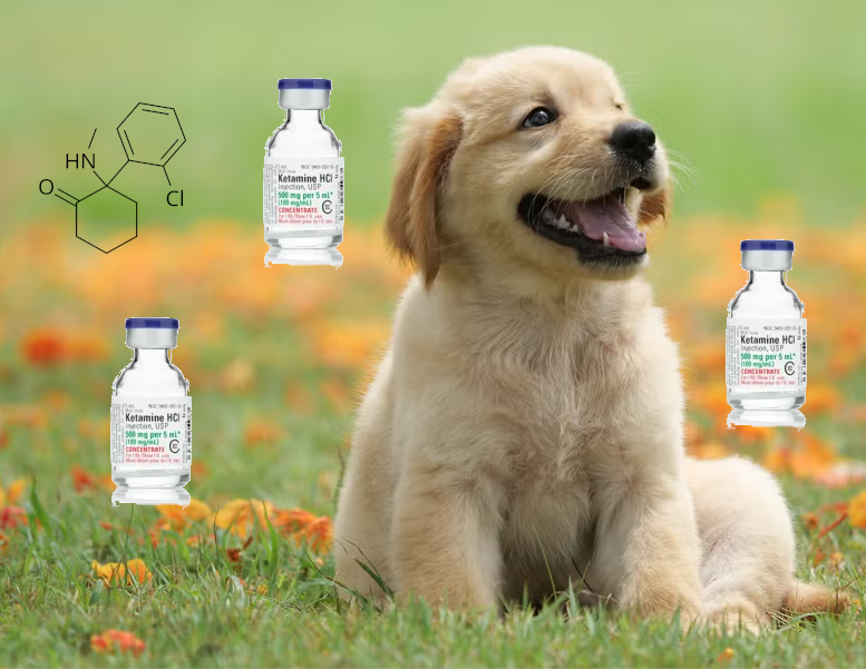 a puppy surrounded by images of ketamine vials and the chemical structure of ketamine